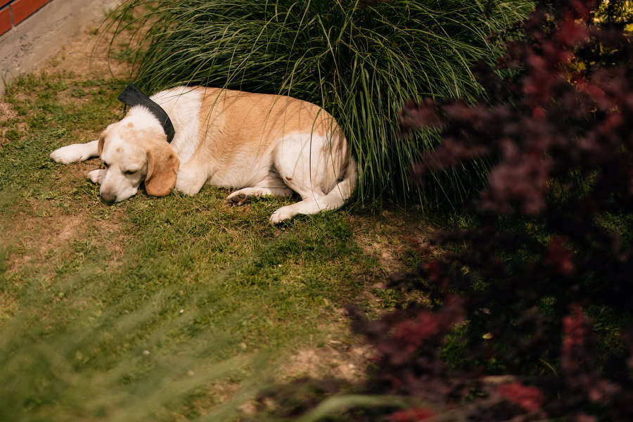 Paulina i Kamil Piekne wesele w Artisie