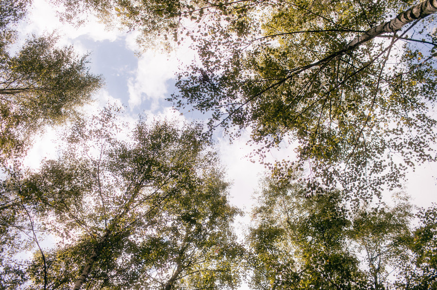 Jak przeniesc las na sale weselna slub blisko natury Dworzyszcze Wola Jak przeniesc las na sale weselna slub blisko natury Dworzyszcze Wola